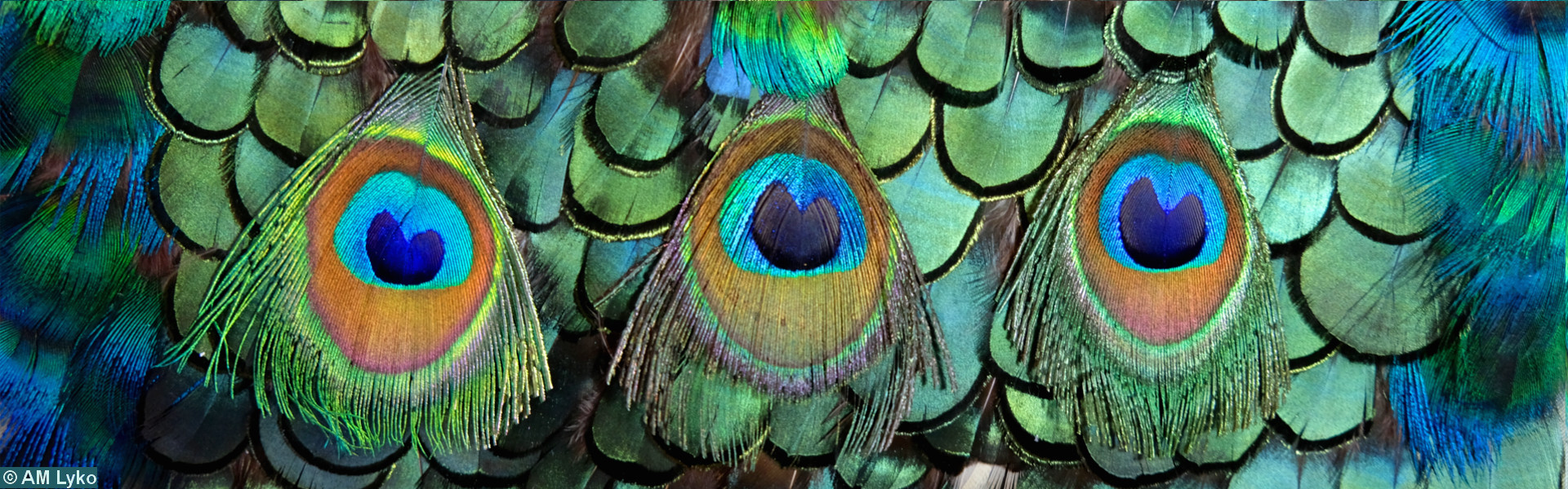 Federn Textilrestaurierung Lyko